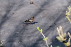 20250404-DVD_7581