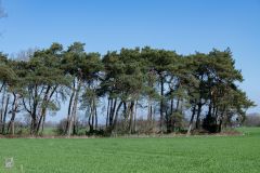 20250404-DVD_7603