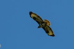 20250404-DVD_7621