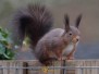Dieren