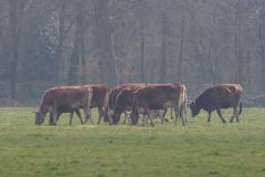 20250325-DVD_7534