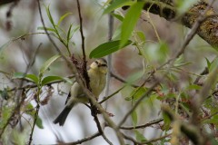 Duursche Waarden Wijhe