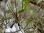 Duursche Waarden Wijhe