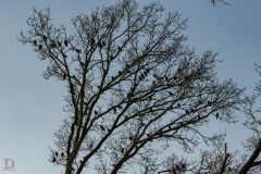 1_20250219-DVD_6893