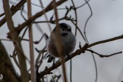 20250219-DVD_6891
