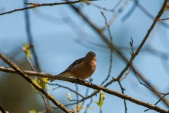 20210507-DSC_0012