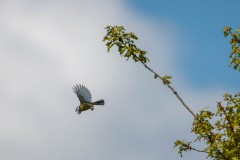 Heidewandeling Kootwijk