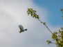 Heidewandeling Kootwijk