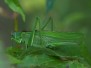 Insecten en geleedpotigen