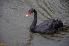 20210521-DSC_0068