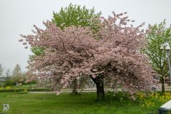 20250417-DVD_8026