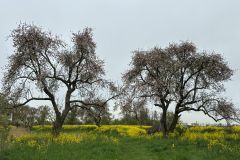 20250417-DVD_8116b