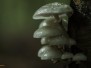 Paddenstoelen