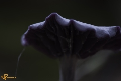 1_Paddenstoelen-38