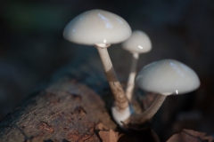 20180929-Paddenstoelen-11221