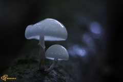 Paddenstoelen-11