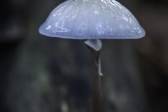 Paddenstoelen-12