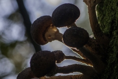 Paddenstoelen-16