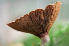 Paddenstoelen-33