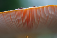 Paddenstoelen-40