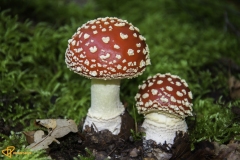 Paddenstoelen-51