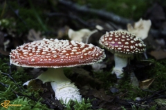 Paddenstoelen-55