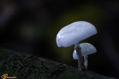 Paddenstoelen-9