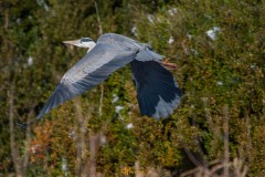 20210211-DSC_0028