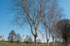 20210305-DSC_0012