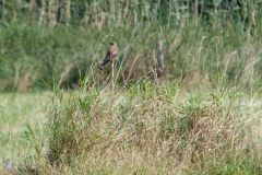 20240817-DVD_3852