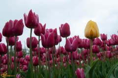 Tulpenroute Flevoland