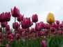 Tulpenroute Flevoland