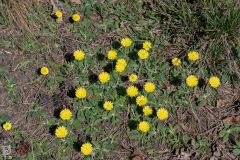 20250429-DVD_8651