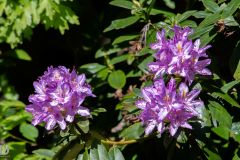 20250429-DVD_8752