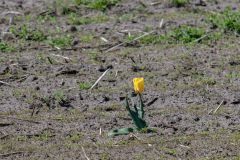 20250429-DVD_8753