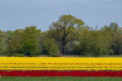 20250429-DVD_8797