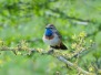 Vogels