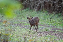 Voornes Duinen Rockanje