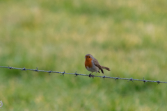 Wandeling Nieuw-Heeten