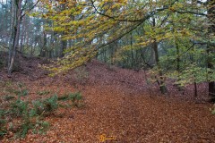 20201113-DSC_0076