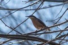 1_20250319-DVD_7429