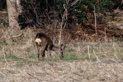 20250319-DVD_7390